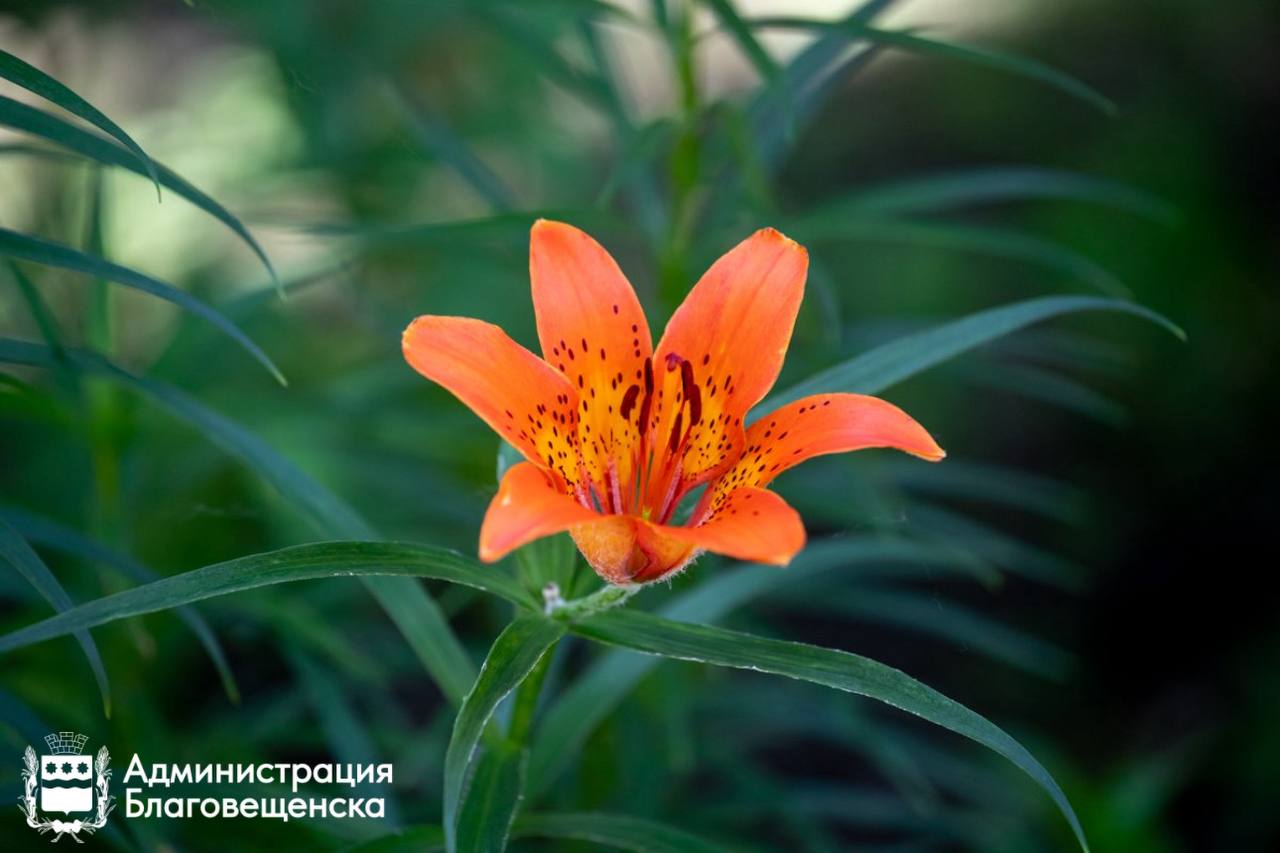 Свой уголок в «Связисте». Подайте заявку на электронный аукцион! Свой уголок в «Связисте». Подайте заявку на электронный аукцион!