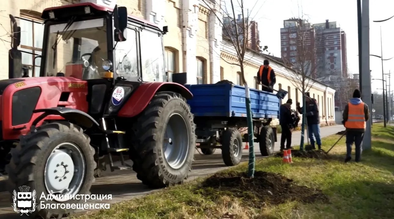 Почти 30 лип украсят участки улицы Ленина в Благовещенске 
