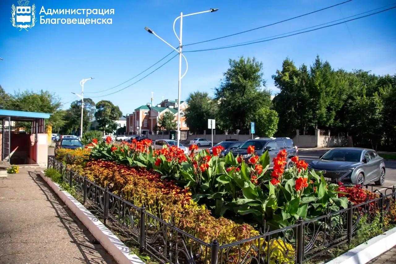 Канны, колеусы, бархатцы: как предприниматели украшают город