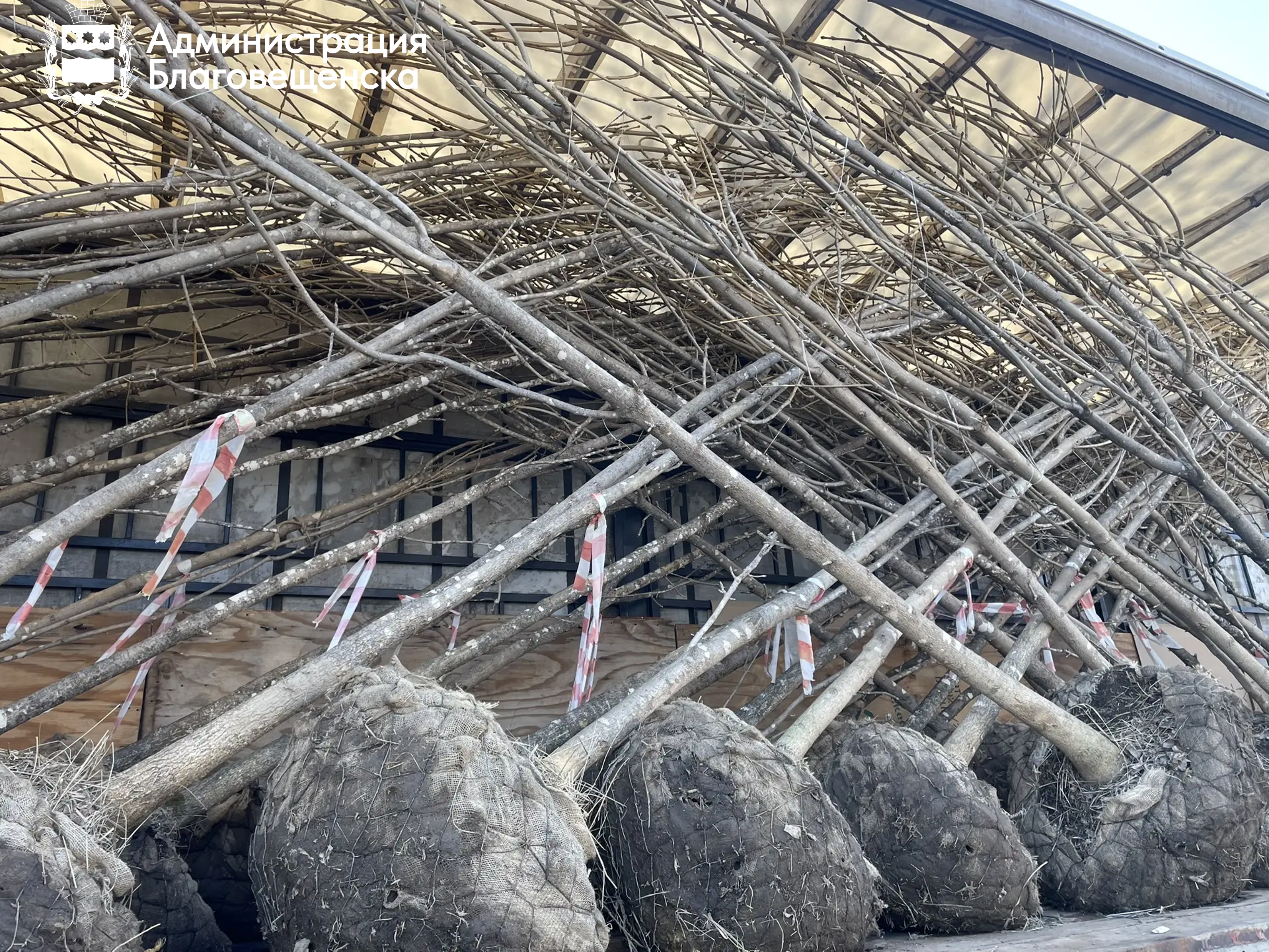 Ясени, черёмуха, клёны, сосны: в столице Приамурья посадят 158 крупномерных деревьев