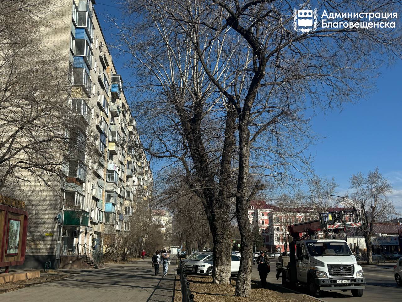 В центре Благовещенска готовят участки для высадки новых крупномерных саженцев деревьев