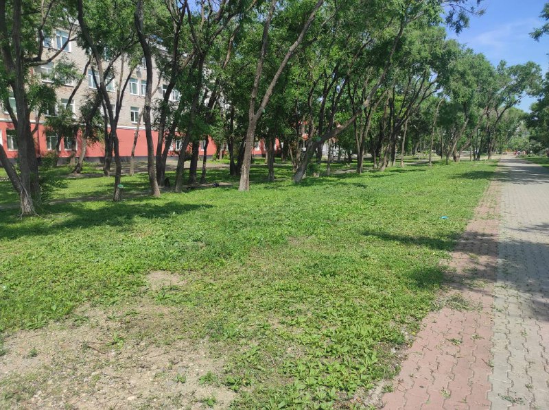 В Благовещенске идет сезонный покос травы В Благовещенске идет сезонный покос травы