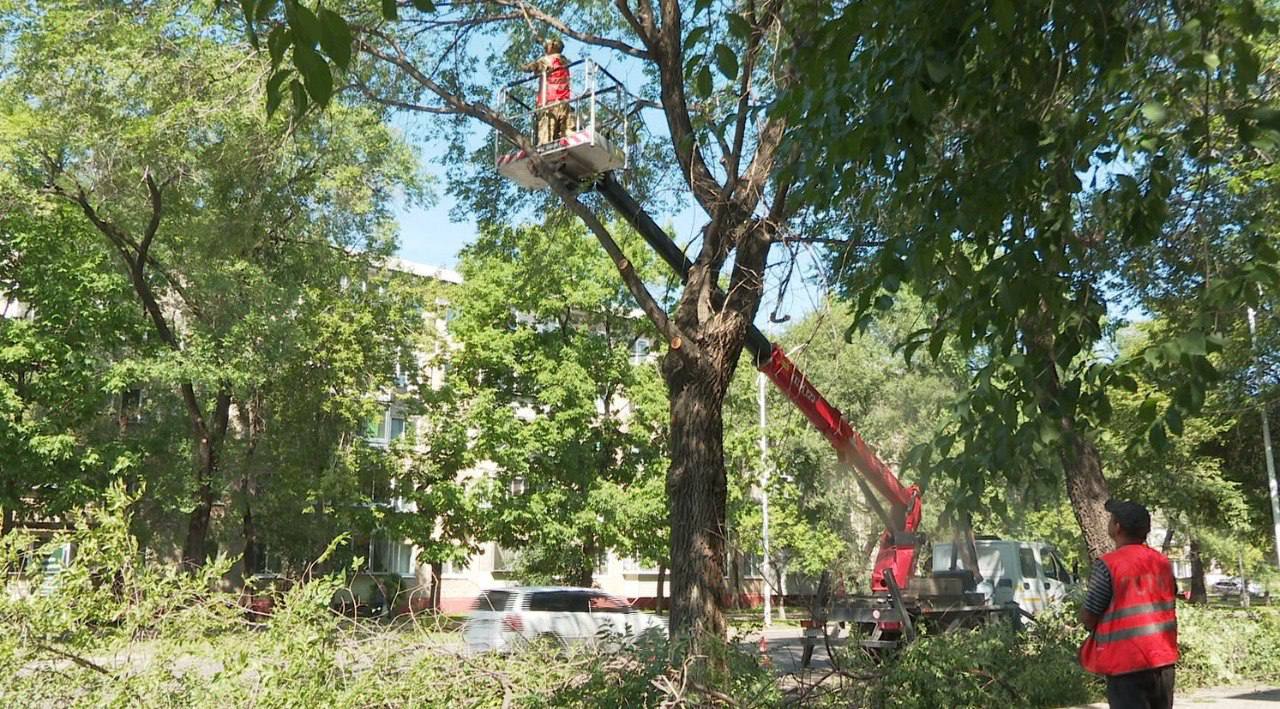 Спилить аварийное дерево во дворе благовещенцы могут через Госуслуги Спилить аварийное дерево во дворе благовещенцы могут через Госуслуги