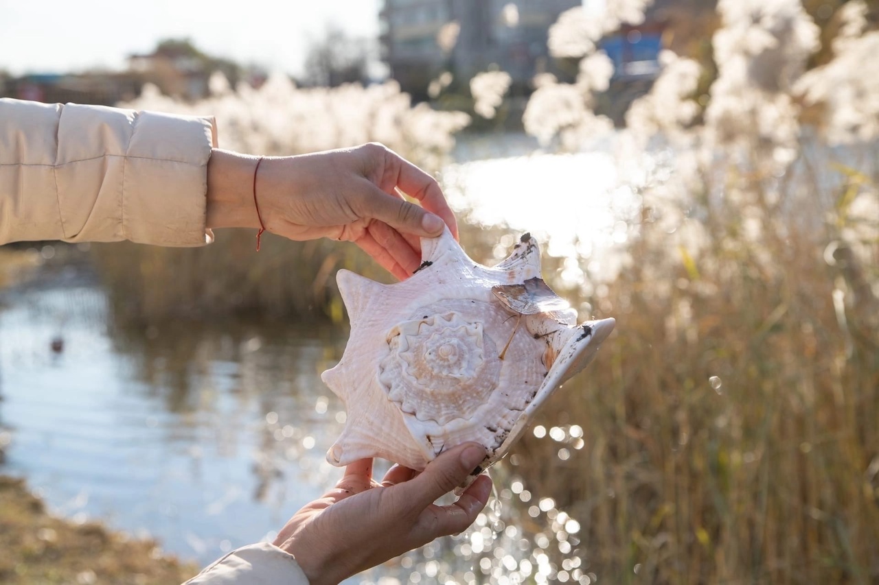 Раковину пресноводного моллюска нашли во время субботника в Благовещенске