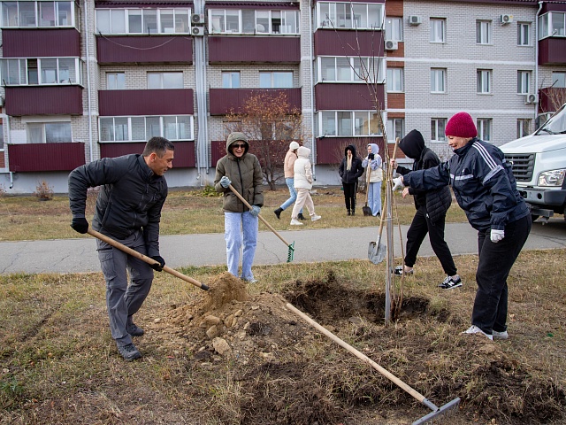 Зеленую аллею высадили на Муравьева-Амурского в Благовещенске 