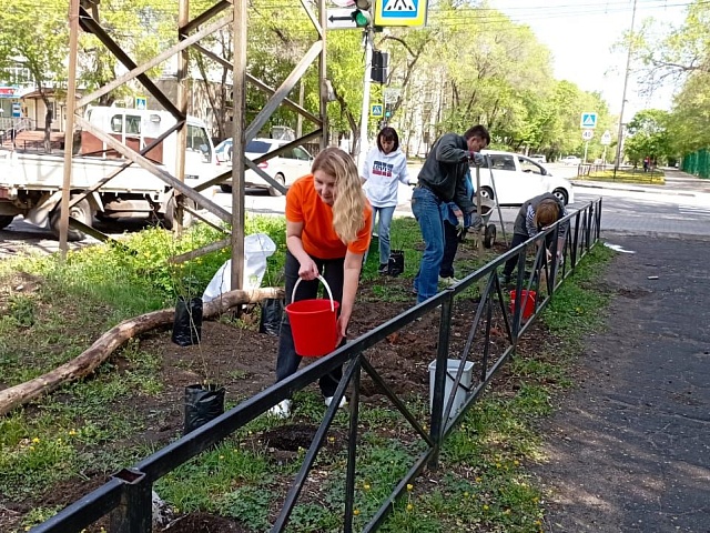 Энергетики озеленили центральный квартал Благовещенска