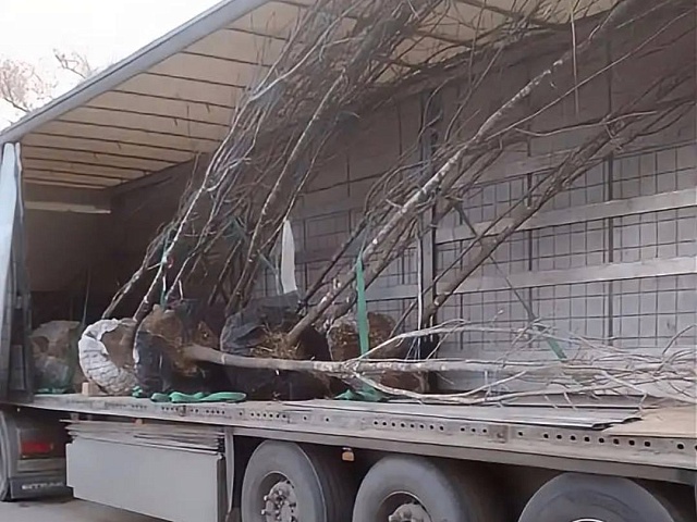 Благовещенск прирос новыми деревьями — 14 ясеней заняли своё место на улицах города