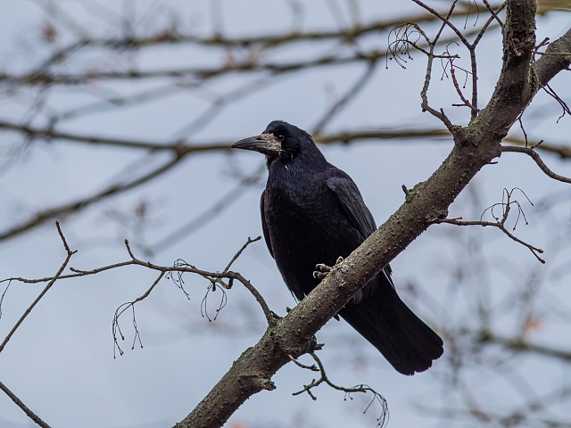 Из Благовещенска активно выгоняют ворон
