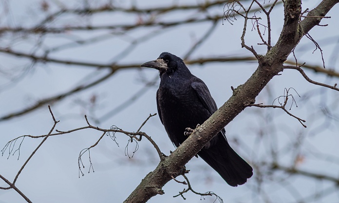 Из Благовещенска активно выгоняют ворон