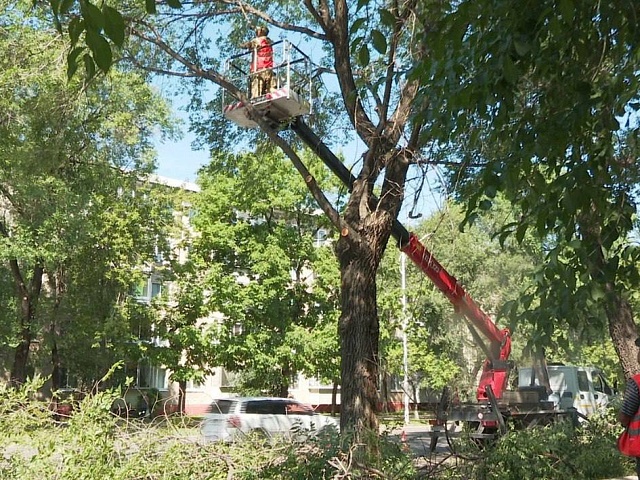 Спилить аварийное дерево во дворе благовещенцы могут через Госуслуги 