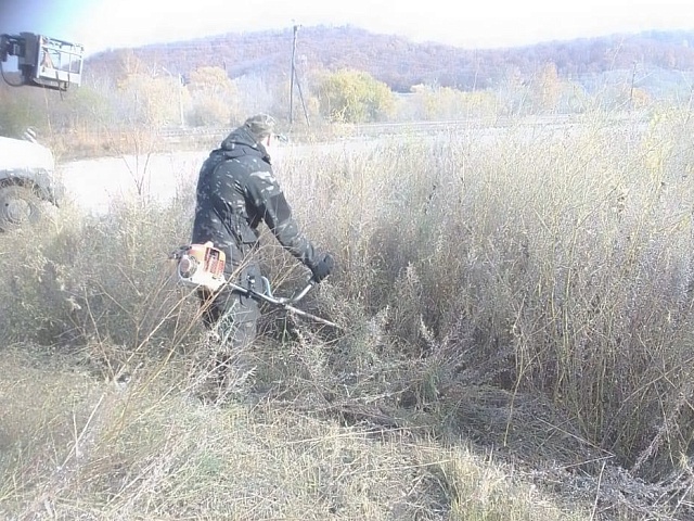 В Моховой Пади борются с амброзией 